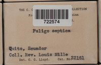 Fuligo septica image